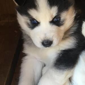 Meet your Posher, Vicky